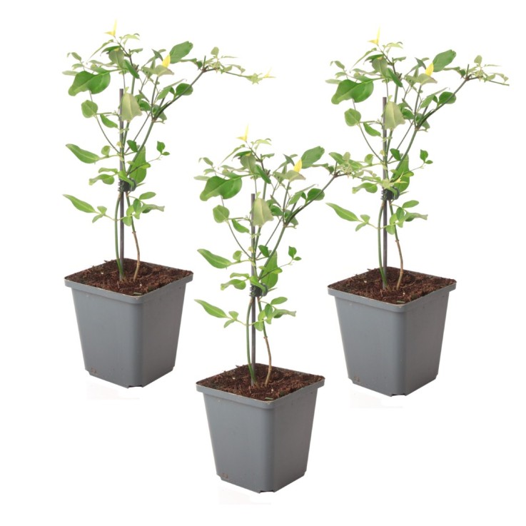 Jasmin étoilé - Set de 3 - Jasminum 'Summer Scent' - Hauteur 25-40cm - ⌀9cm
