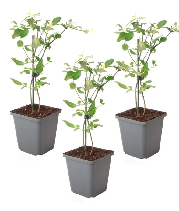 Jasmin étoilé - Set de 3 -...