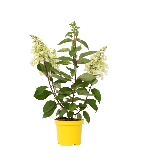 Hortensia - Hydrangea...