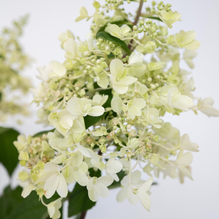 Hortensia - Hydrangea paniculata 'Candlelight' - Hauteur 25-40cm - ⌀19cm