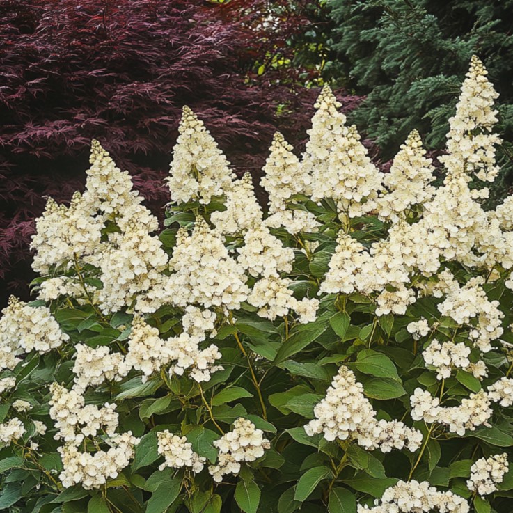 Hortensia - Hydrangea paniculata 'Candlelight' - Hauteur 25-40cm - ⌀19cm
