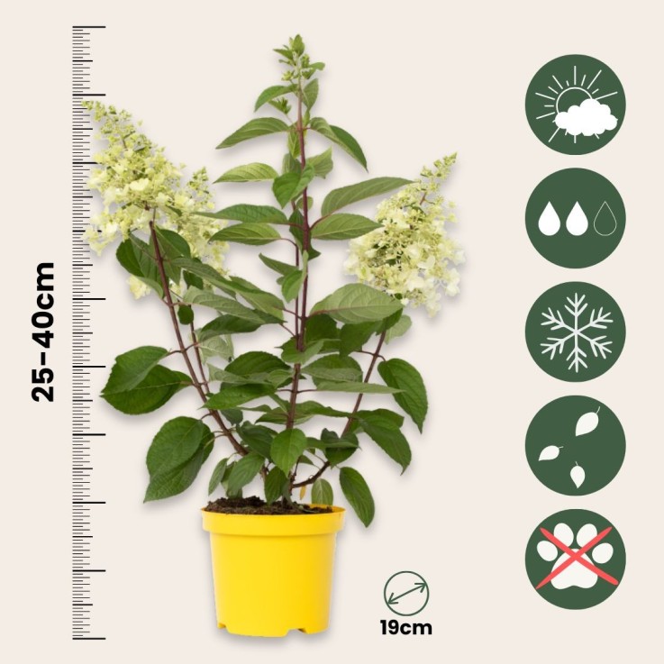 Hortensia - Hydrangea paniculata 'Candlelight' - Hauteur 25-40cm - ⌀19cm