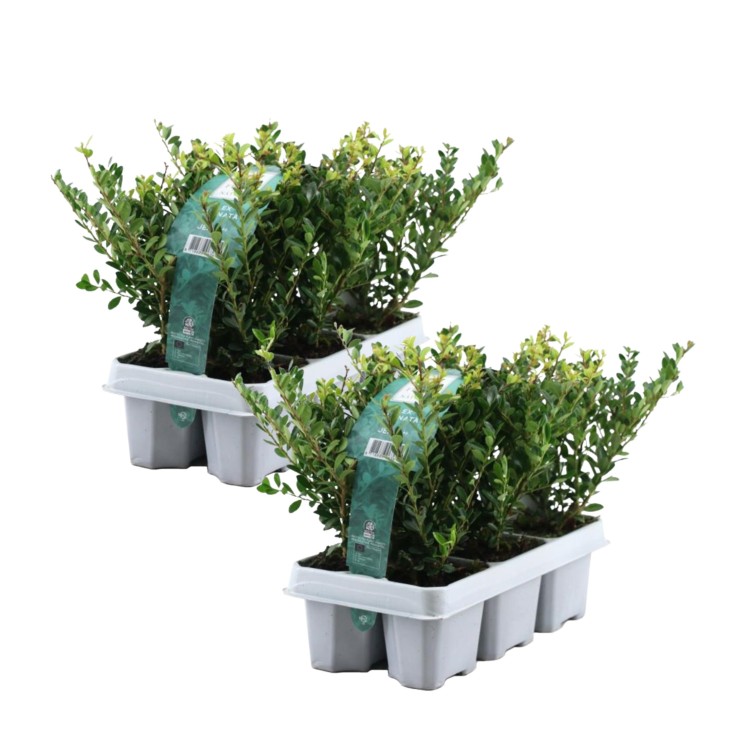 Houx crenelé - Set de 12 - Ilex crenata 'Jenny' - Hauteur 10-20cm - ⌀9cm