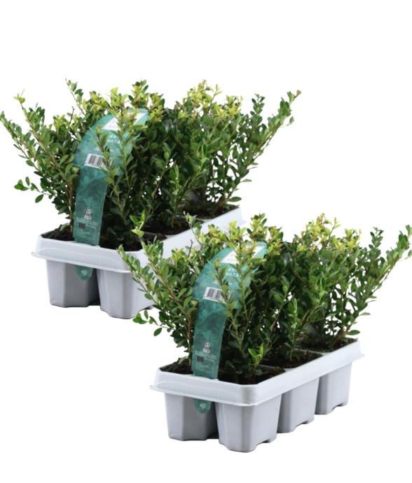 Houx crenelé - Set de 12 -...