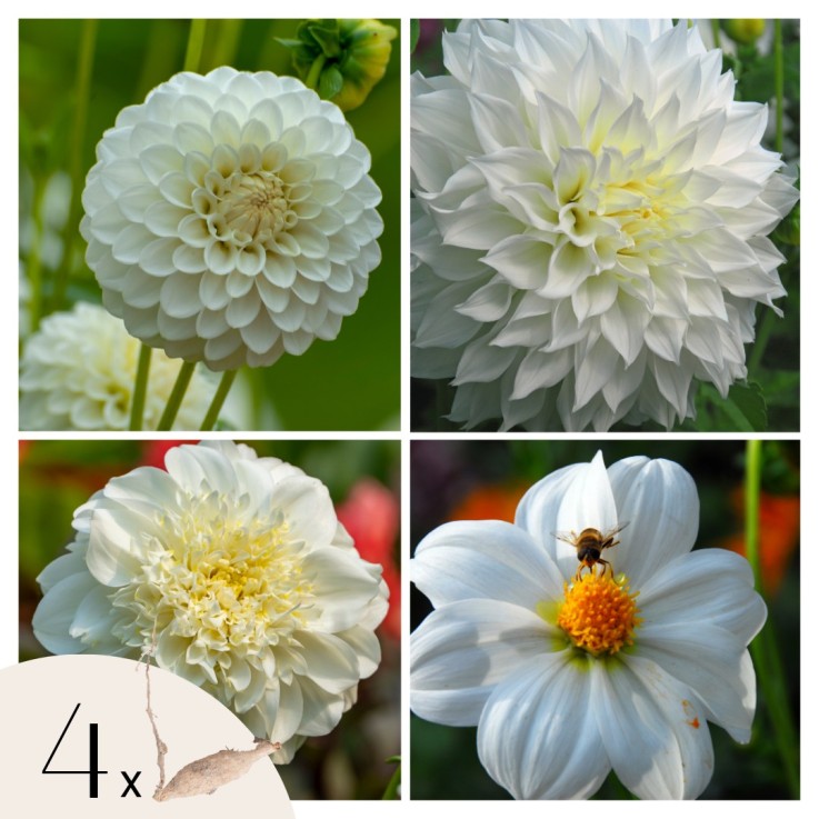 Dahlias - Set de 4 - Dahlia 'White Love' - Bulbes à fleurs - Blanc