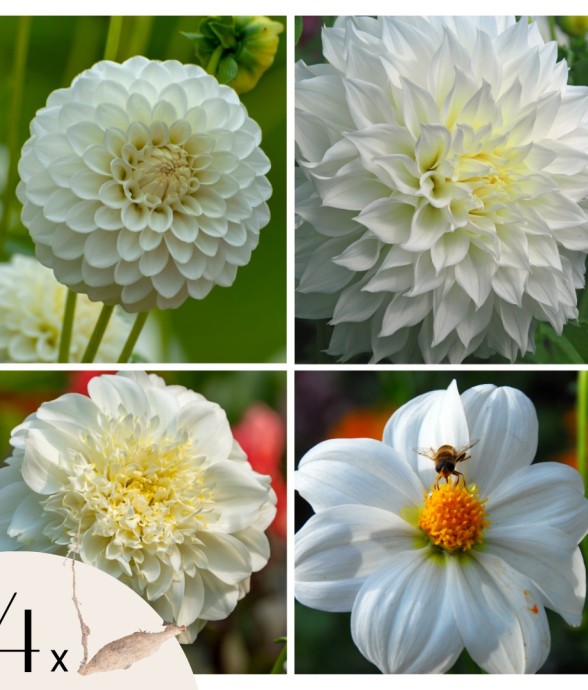 Dahlias - Set de 4 - Dahlia...