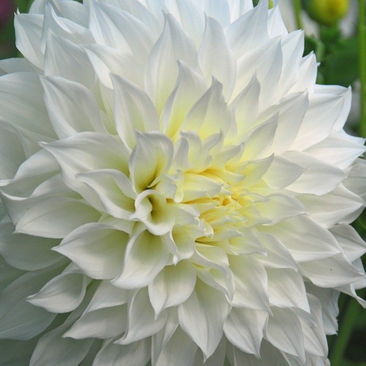 Dahlias - Set de 4 - Dahlia 'White Love' - Bulbes à fleurs - Blanc