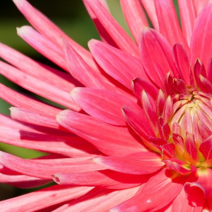 Mélange de bulbes pour le jardin - Set de 125 - Rose