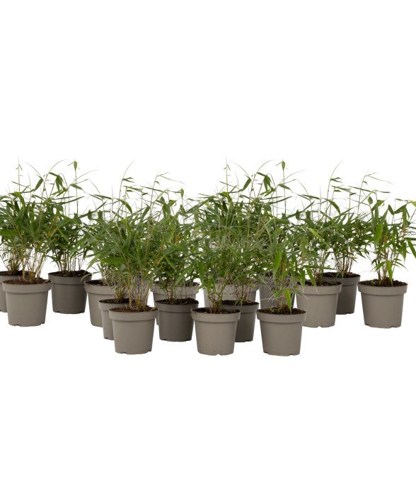 Bambou non-traçant - Set de...