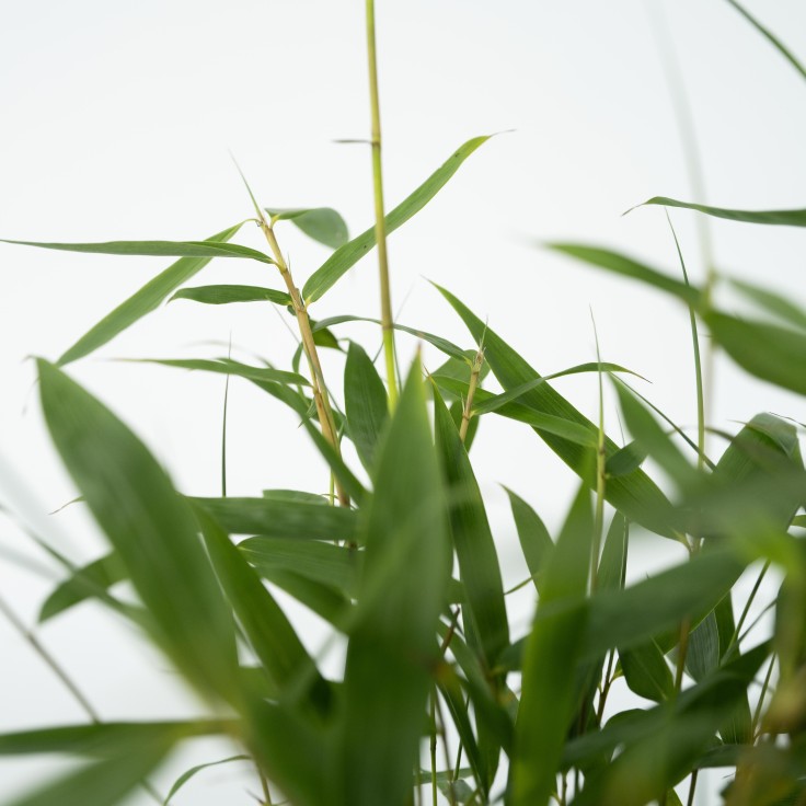 Bambou non-traçant - Set de 18 - Fargesia 'Asian Wonder' - H25-40cm - ⌀13cm