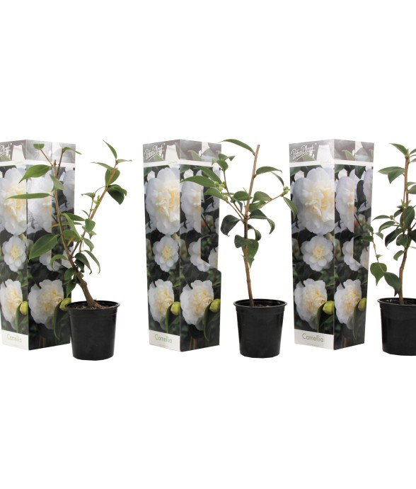 Camélia - Set de 3 -...
