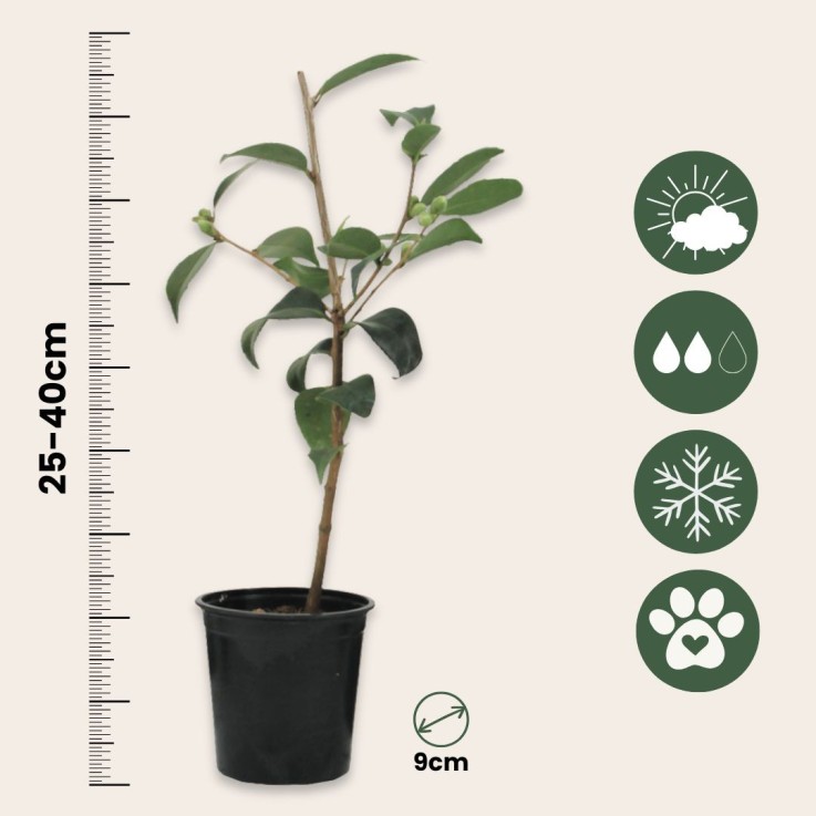 Camélia - Set de 3 - Camellia japonica 'Brush Field' - Hauteur 25-40cm - ⌀9cm