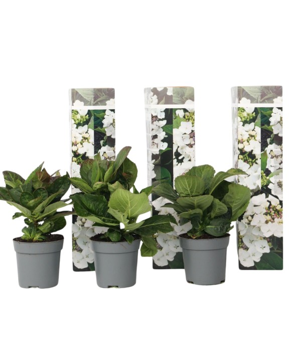 Hortensia - Set de 3 -...