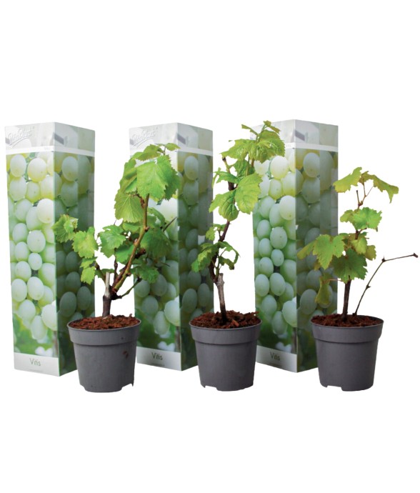Vigne à raisin - Set de 3 -...