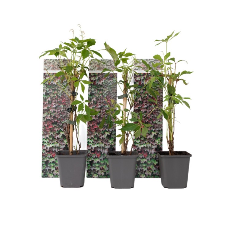Vigne vierge - Set de 3 - Parthenocissus quinquefolia - Hauteur 25-40cm - ⌀9cm