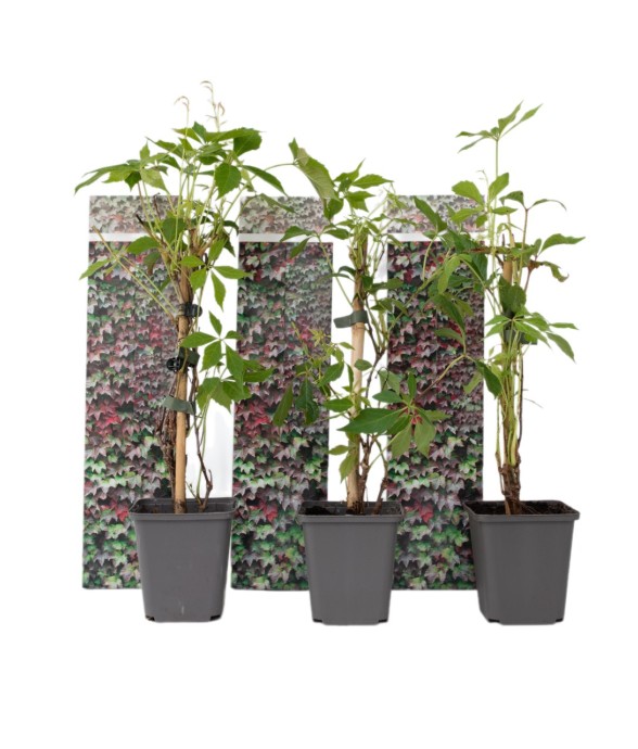 Vigne vierge - Set de 3 -...