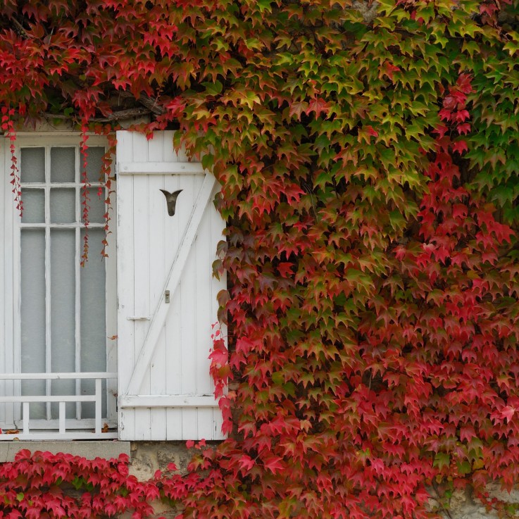 Vigne vierge - Set de 3 - Parthenocissus quinquefolia - Hauteur 25-40cm - ⌀9cm