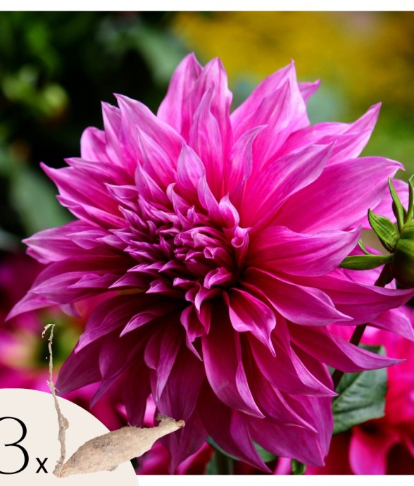 Dahlias - Set de 3 - Dahlia...