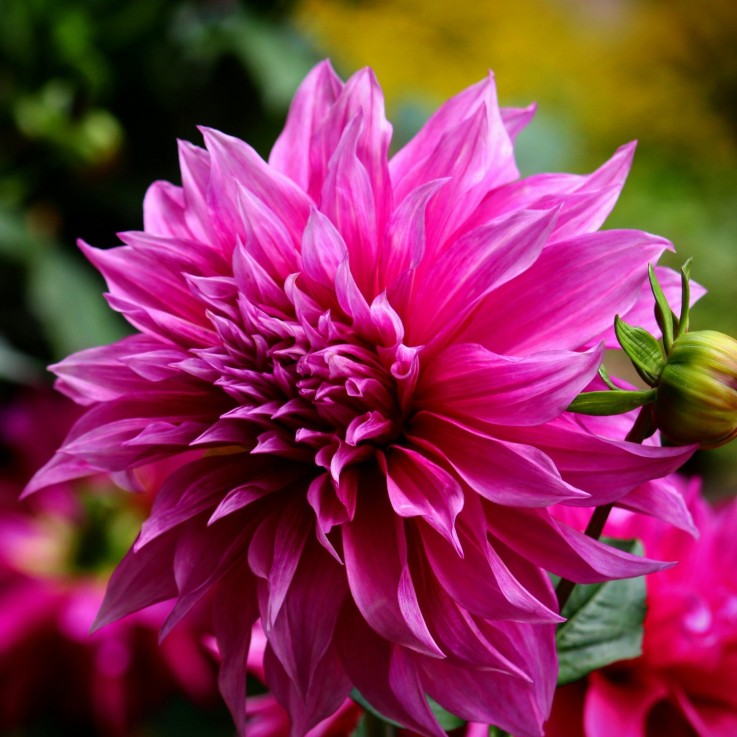 Dahlias - Set de 3 - Dahlia 'Café au lait Rosé' - Bulbes à fleurs - Rose
