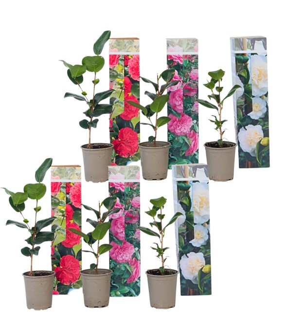 Camélia - Set de 6 -...