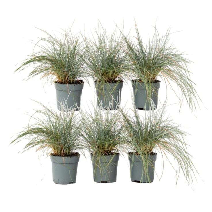 Fétuque - Set de 6 - Festuca glauca 'Elijah Blue' - Hauteur 10-15cm - ⌀9cm