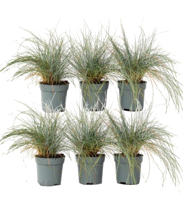 Fétuque - Set de 6 -...