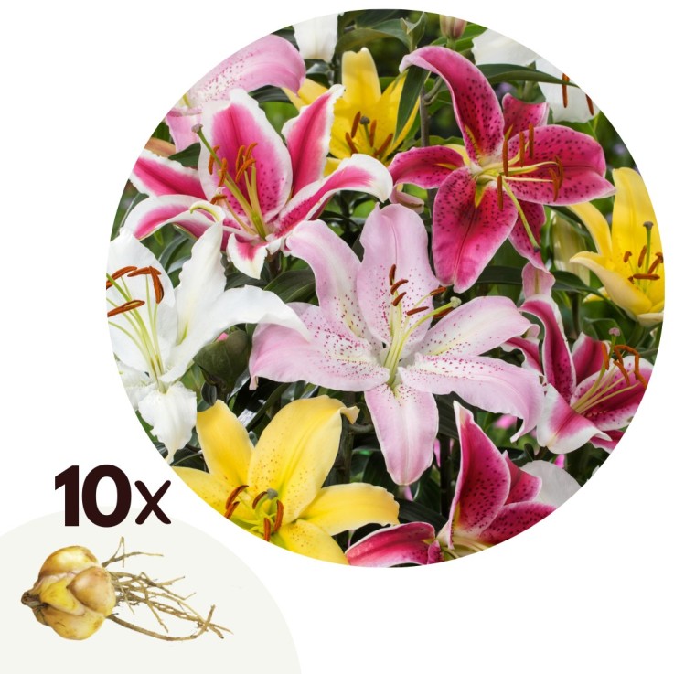 Lys - Set de 10 - Lilium orientalis - Rhizomes