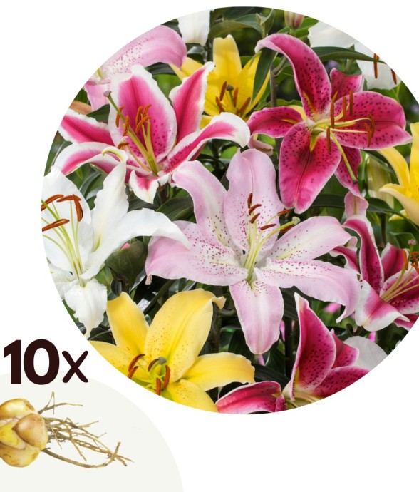 Lys - Set de 10 - Lilium...