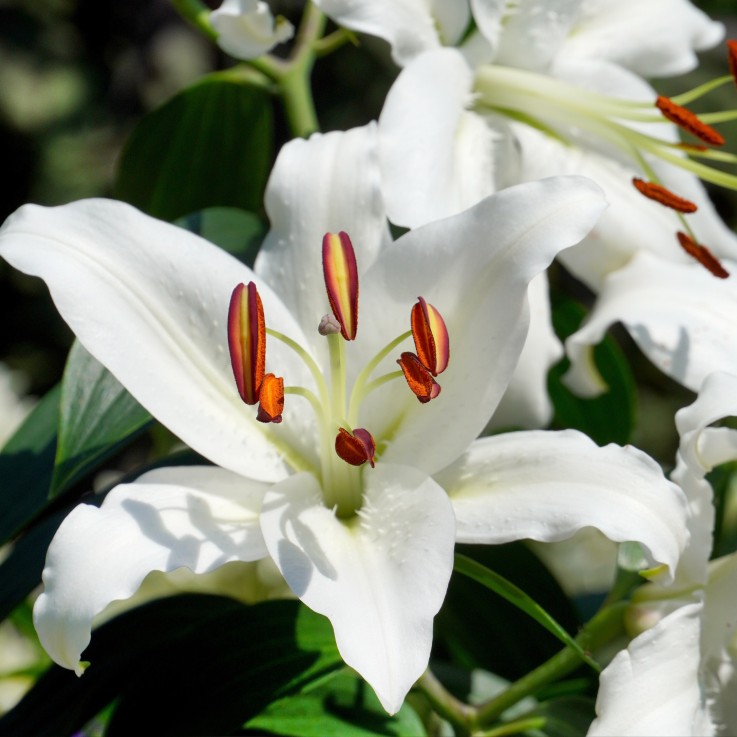 Lys - Set de 10 - Lilium orientalis - Rhizomes