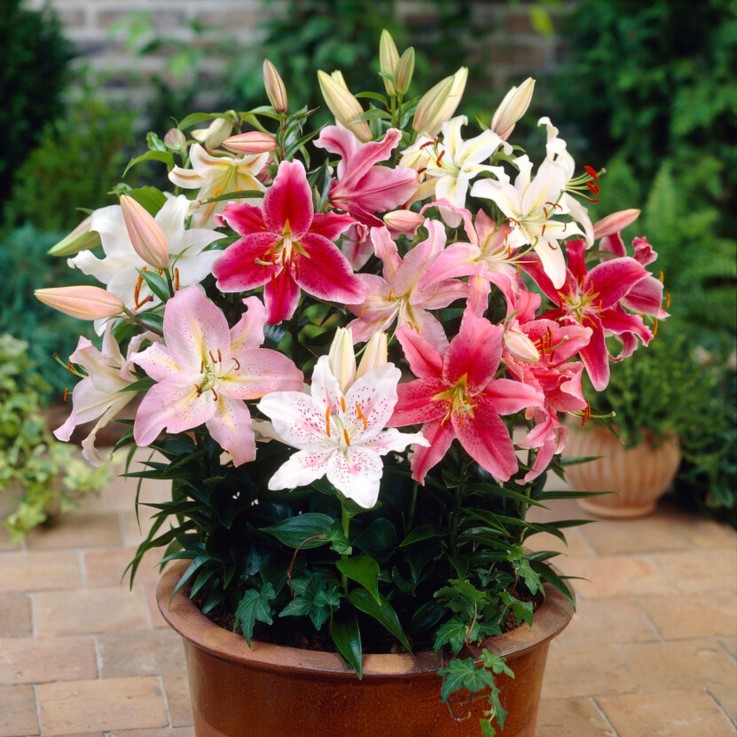 Lys - Set de 10 - Lilium orientalis - Rhizomes