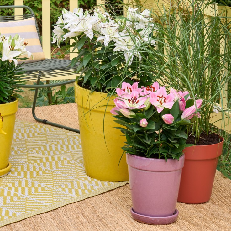 Lys - Set de 10 - Lilium orientalis - Rhizomes