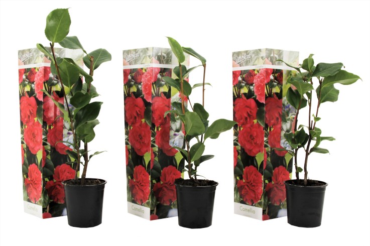 Camélia - Set de 3 - Camellia japonica 'Lady Campbell' - Hauteur 25-40cm - ⌀9cm