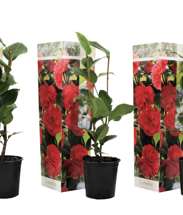 Camélia - Set de 3 -...