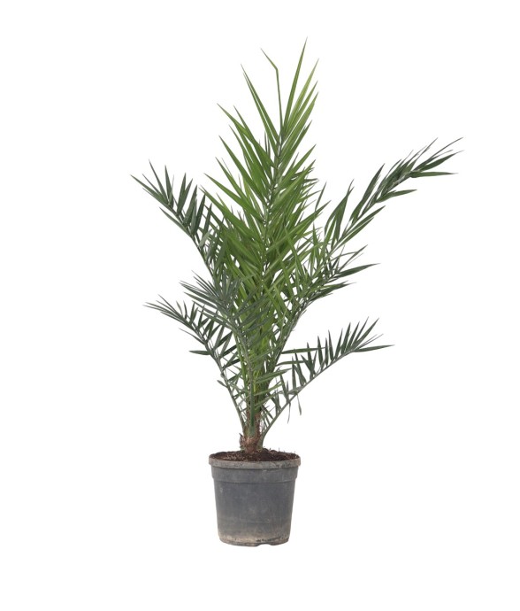 Palmier Dattier nain -...