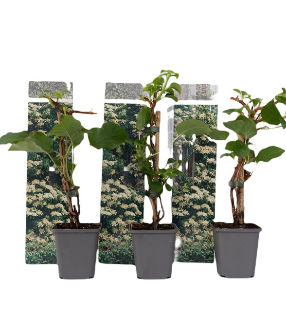 Hortensia grimpant - Set de...