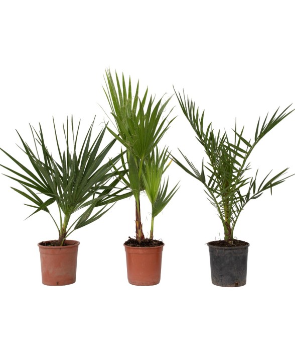 Mélange de palmiers...