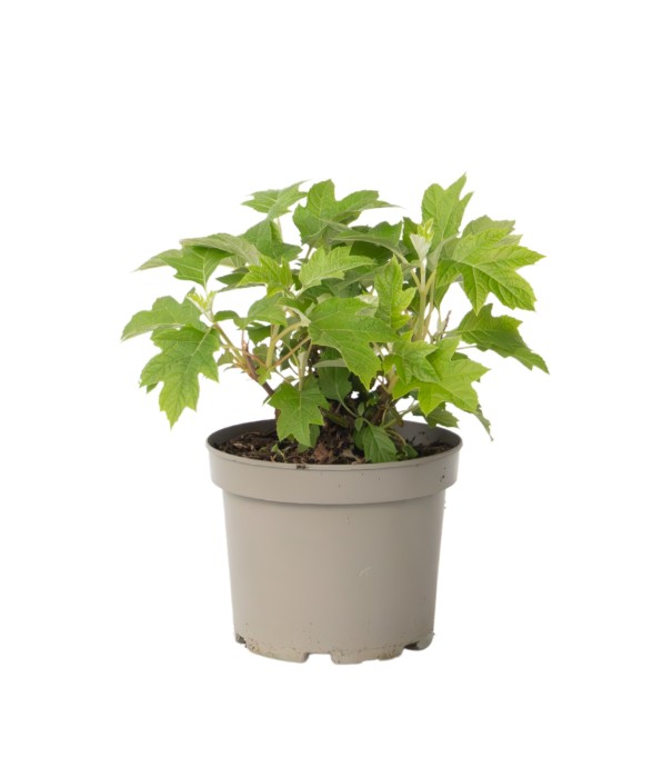 Hortensia - Hydrangea...