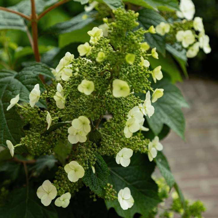 Hortensia - Hydrangea paniculata 'Toy Soldier' - Hauteur 25-40cm - ⌀19cm