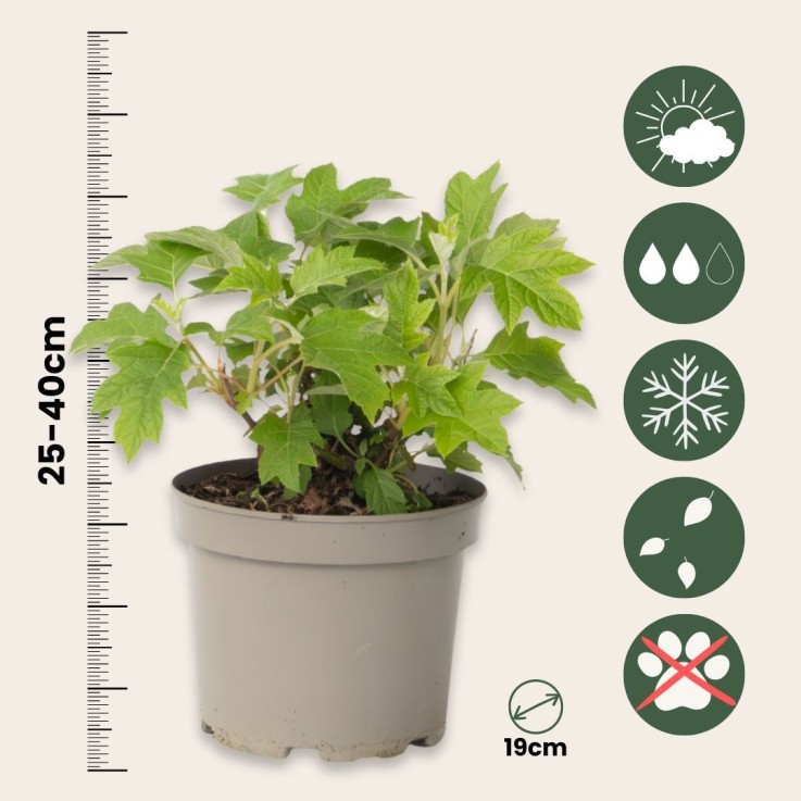 Hortensia - Hydrangea paniculata 'Toy Soldier' - Hauteur 25-40cm - ⌀19cm