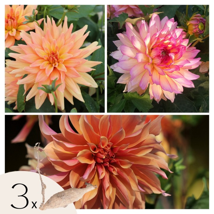 Dahlias - Set de 3 - Dahlia Labyrinth, Twotone - Bulbes à fleurs - Violet