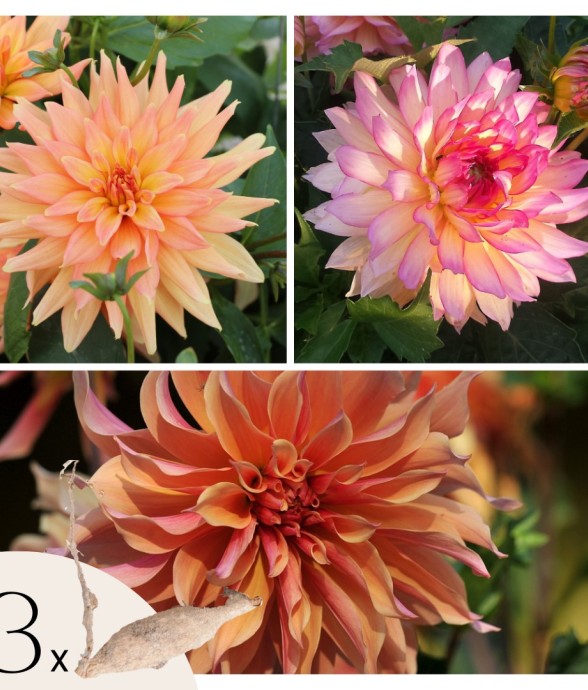 Dahlias - Set de 3 - Dahlia...