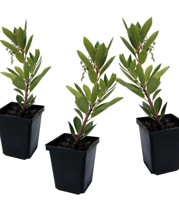 Fruits de l'arbousier - Set...