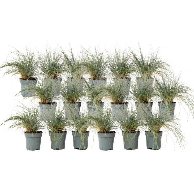 Fétuque - Set de 18 - Festuca glauca 'Elijah Blue' - Hauteur 10-15cm - ⌀9cm