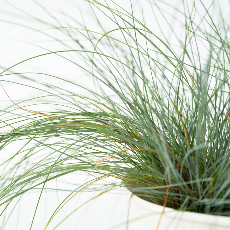 Fétuque - Set de 18 - Festuca glauca 'Elijah Blue' - Hauteur 10-15cm - ⌀9cm