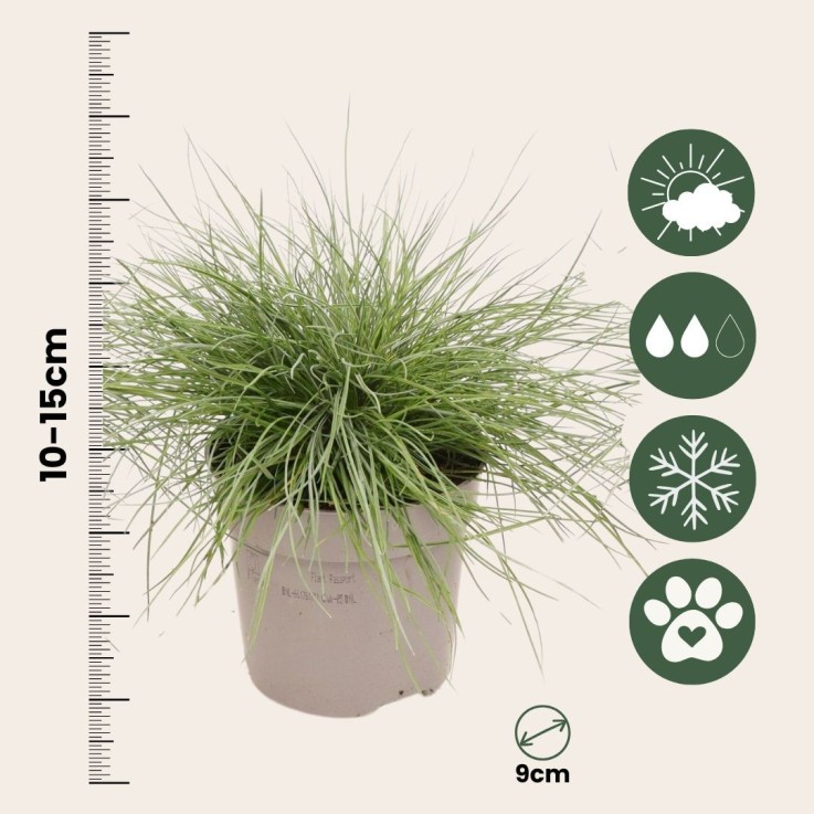 Fétuque - Set de 18 - Festuca glauca 'Elijah Blue' - Hauteur 10-15cm - ⌀9cm