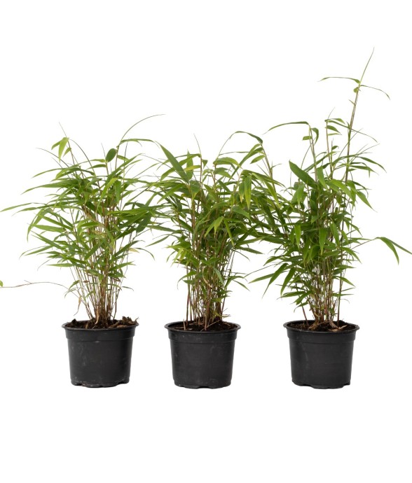 Bambou Bleu - Set de 6 -...