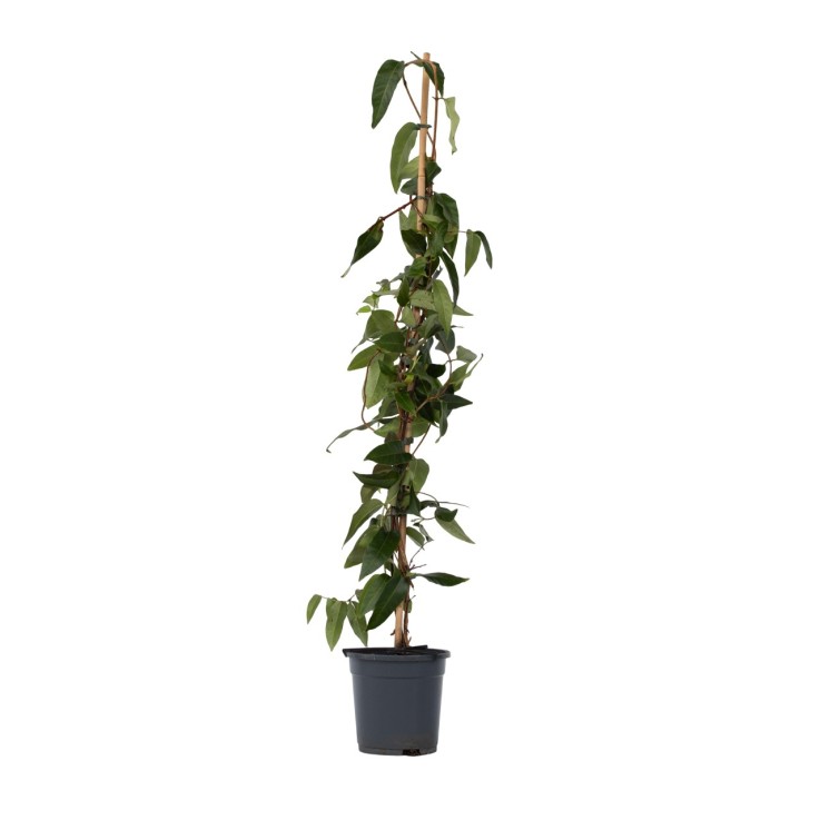 Chèvrefeuille - Lonicera henryi 'Copper Beauty' - Hauteur 110-120cm - ⌀17cm