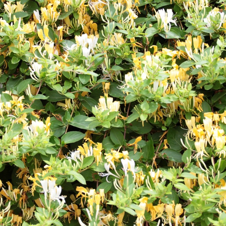 Chèvrefeuille - Lonicera henryi 'Copper Beauty' - Hauteur 110-120cm - ⌀17cm