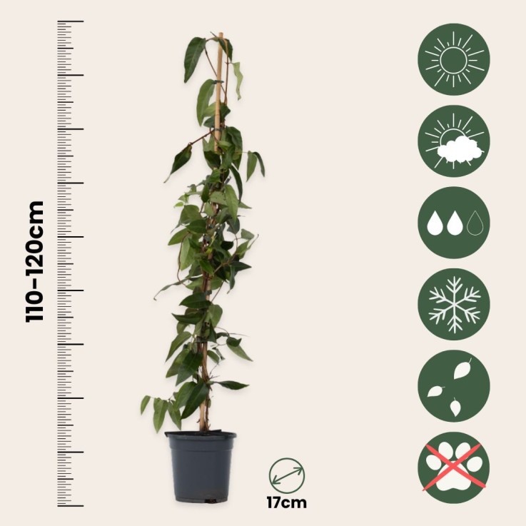 Chèvrefeuille - Lonicera henryi 'Copper Beauty' - Hauteur 110-120cm - ⌀17cm