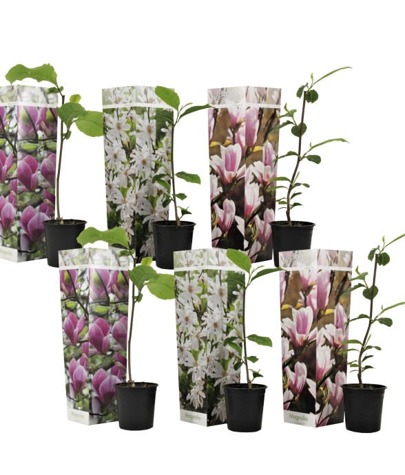 Arbre à tulipes - Set de 6...